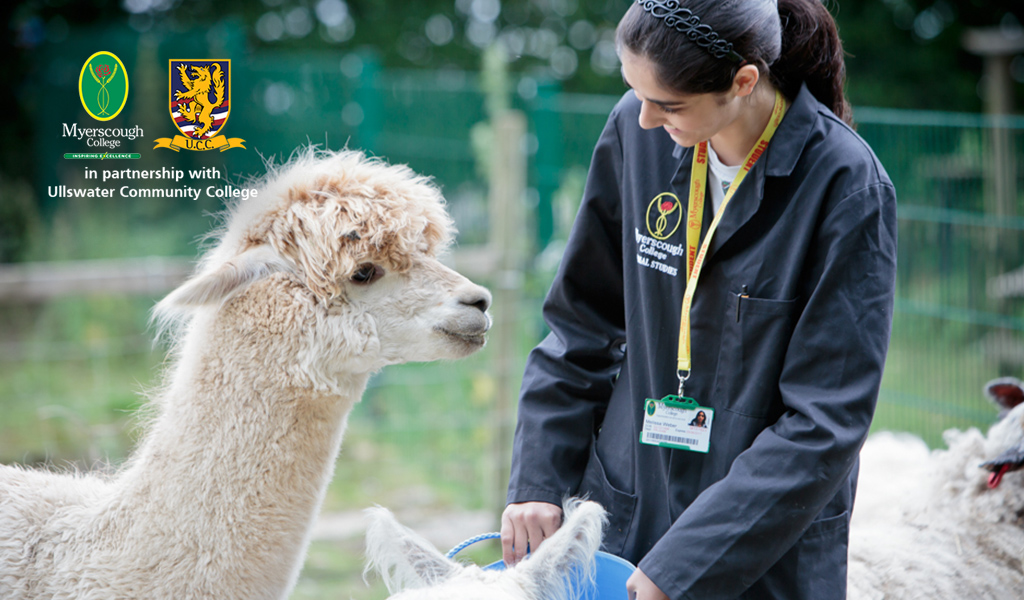 Myerscough College Animal Management student feeding an alpaca