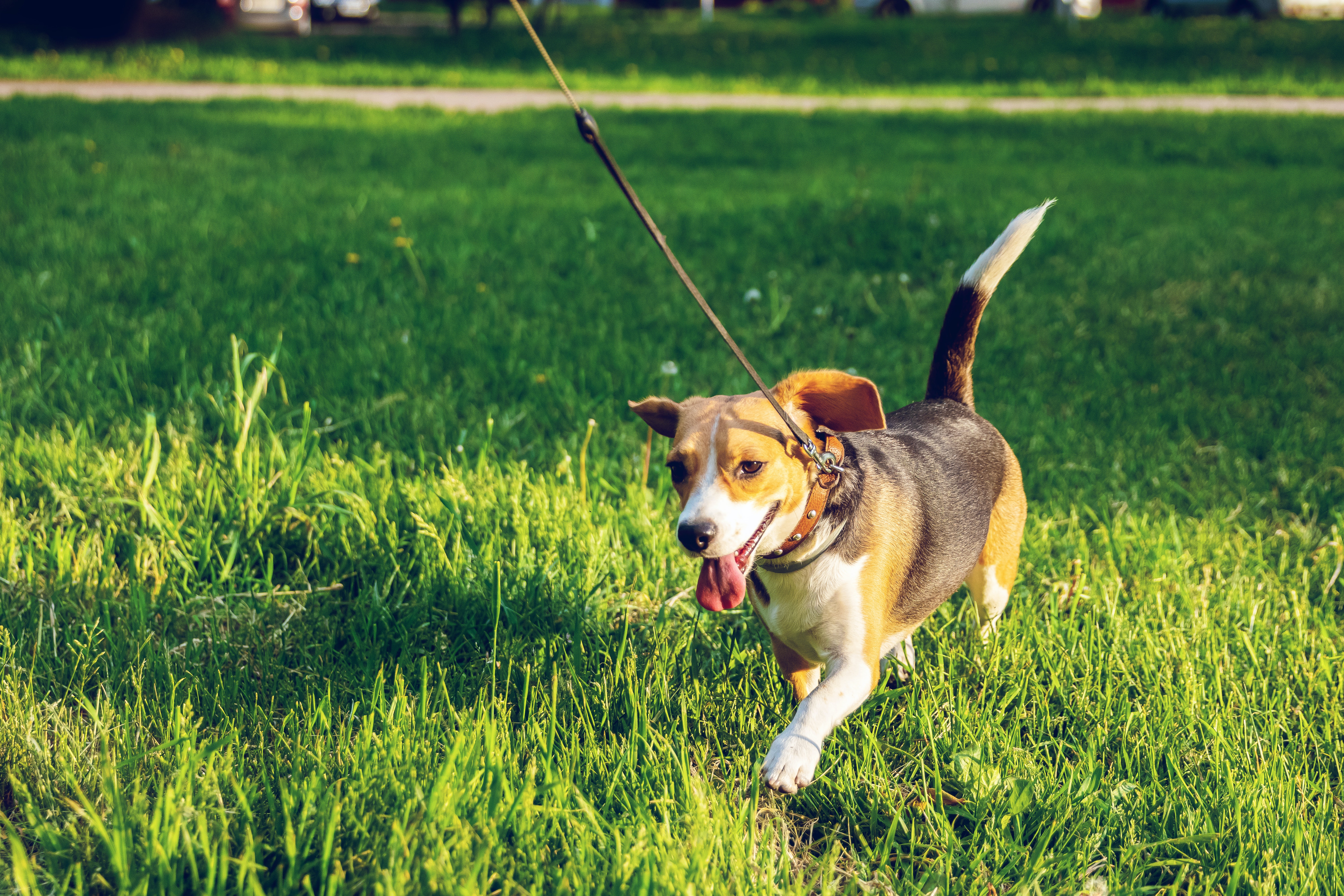 Dog Walking Croxteth